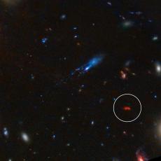 Glowing deep red from the distant past, the galaxy Y1 shines because of dust grains heated by newly-formed stars (circled in this image from the James Webb Space Telescope).